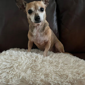 Meet your Posher, Ashton